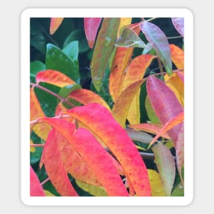 Rainbow Fall Leaves - The Autumn of Every Color Sticker